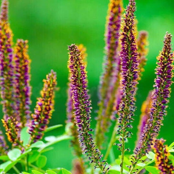 FALSE INDIGO Seeds Amorpha fruticosa Seeds | Purple Outdoor Flower Seeds for Planting | Desert Indigobush