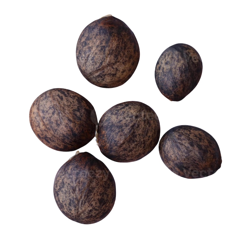 May include: Six brown, oval-shaped seeds with a speckled pattern are scattered against a white background. The seeds have a rough texture and varying shades of brown, creating a natural, organic appearance. The arrangement is slightly asymmetrical.