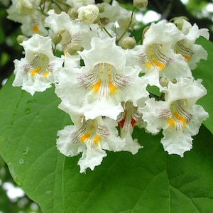 Northern Catalpa Tree Seeds (Catalpa speciosa) 50 + Seeds Stunning Blooms Easy Fast-Growing Tree Ornamental Blooming Tree Seeds