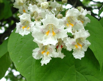 Northern Catalpa Tree Seeds (Catalpa speciosa) 50 + seeds stunning blooms easy fast growing  tree