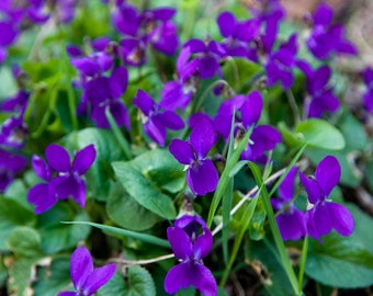 Wild Violet Roots: Bare Root Ground Cover, Edible Wildflowers