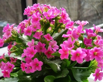 Pink Kalanchoe Live Plant: Assorted Colors Calandiva Mini Plant