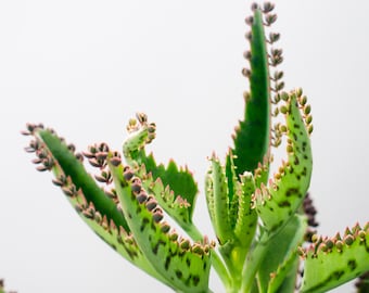 Kalanchoe Succulent: Mother of Thousands Plant Starter