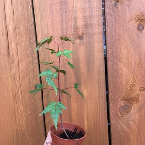 May include: A young maple sapling with vibrant green, serrated leaves and slender reddish stems, planted in a small, plain brown plastic nursery pot filled with dark potting soil, showcasing a delicate structure and fresh, healthy foliage growth.
