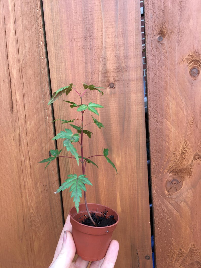 May include: A young maple sapling with vibrant green, serrated leaves and slender reddish stems, planted in a small, plain brown plastic nursery pot filled with dark potting soil, showcasing a delicate structure and fresh, healthy foliage growth.