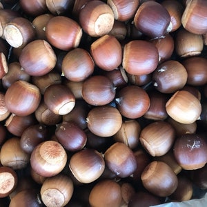 Sawtooth Oak Acorns: Tested Planting Seeds 2026 harvest