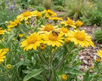 Camphorweed Flower Seeds, Heterotheca subaxillaris Seeds, Yellow Native Wildflower, Pollinator Garden