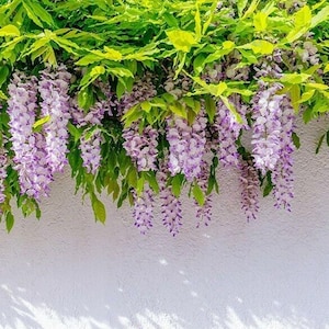 May include: A close-up of wisteria flowers cascading down a white wall. The flowers are a mix of purple and white, with green leaves at the top. The image is well-lit, showcasing the texture of the wall and the delicate petals.