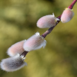 May include: Close-up of a branch with several fluffy, white and pink pussy willow catkins.