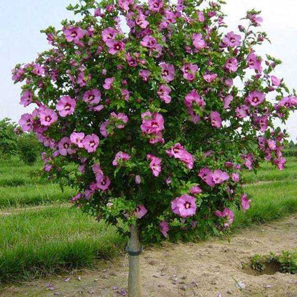 10 Pink Hibiscus Siriacus fresh unrooted cuttings for rooting | Pink blooms | Cold hardy perennial plant