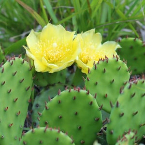 May include: Close-up of a prickly pear cactus with bright green pads and vibrant yellow flowers. The pads are covered in reddish-brown spines. The flowers have a delicate, textured appearance, set against a backdrop of green grass.