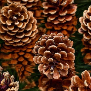Handpicked Assorted Pinecones: Christmas Tree & Wreath Decor