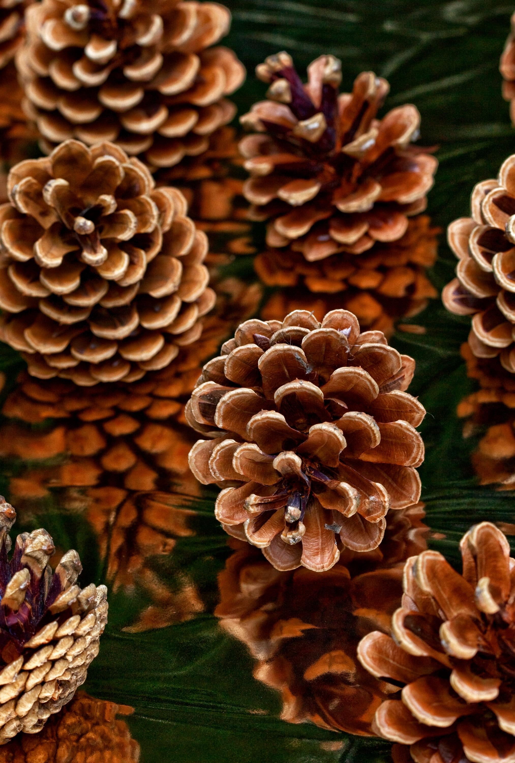 Handpicked Assorted Pinecones: Christmas Tree & Wreath Decor - Etsy