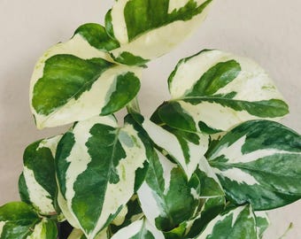 N Joy Pothos Live Plant/Cuttings: Variegated Epipremnum Aureum Easy to Root and Grow