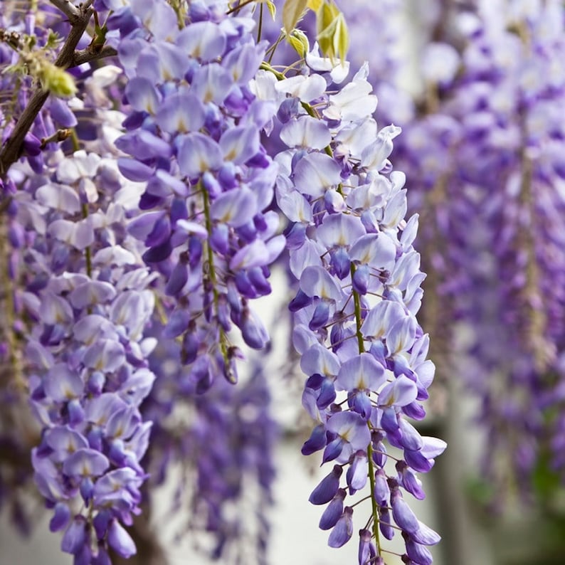May include: Close-up of cascading wisteria flowers in shades of purple and lavender. The blossoms hang in long, elegant clusters, with a soft focus background. The image captures the delicate beauty of the flowering plant.