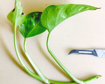 10 Golden Pothos fresh Cuttings Unrooted For Rooting easy plant propagation 1 node cuttings