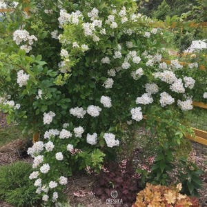 May include: A lush, green bush overflowing with clusters of small, white flowers. The plant is in full bloom, with dense foliage and a backdrop of a wooden fence. The image is taken outdoors in natural light.