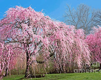 10 Weeping Cherry cuttings unrooted for rooting