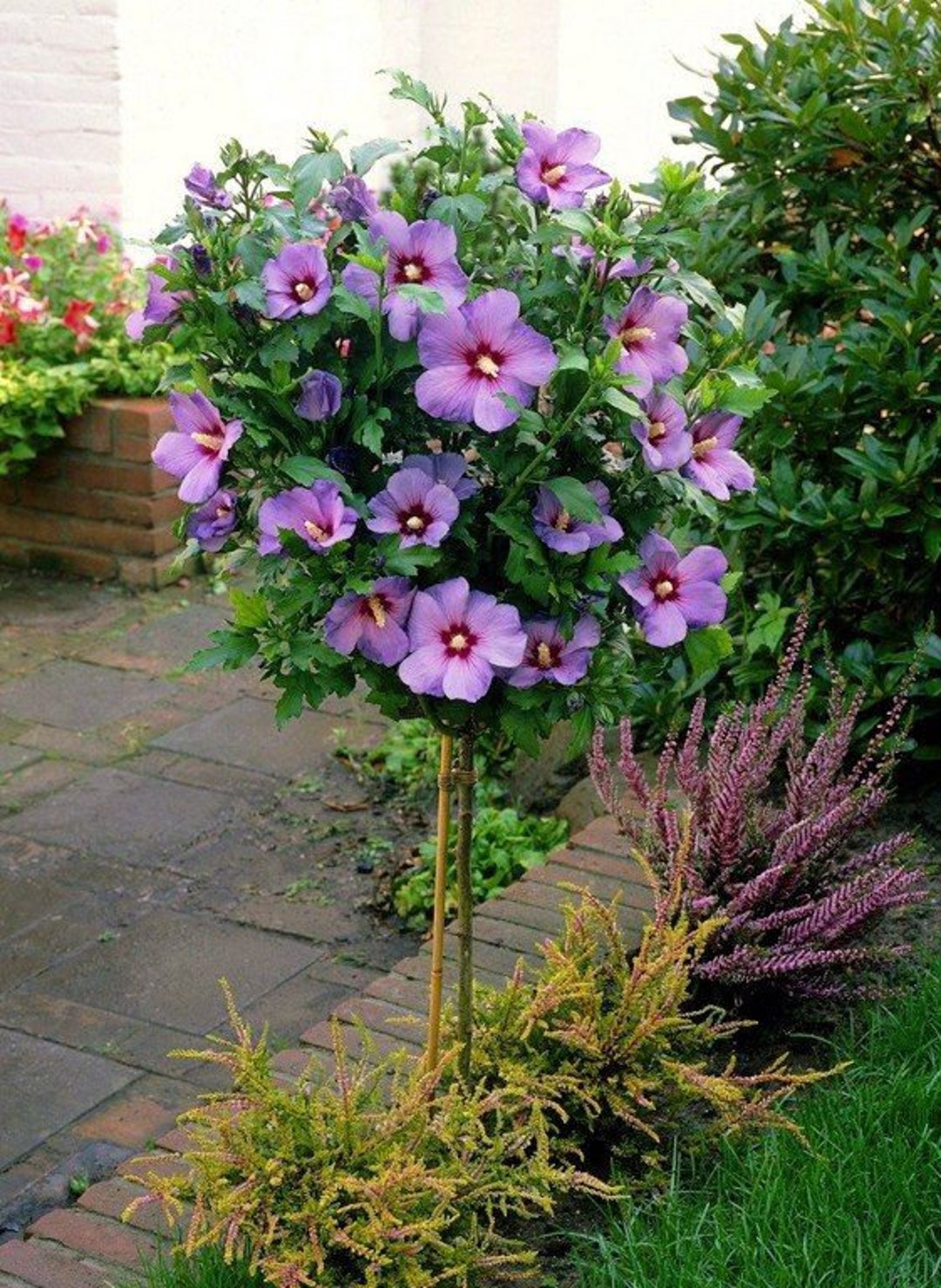 Rose Of Sharon Hardy Hibiscus Hibiscus Syriacus Live Plant Etsy Rose Of Sharon Hardy Hibiscus Hibiscus Syriacus Live Plant Etsy