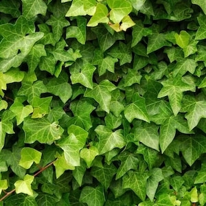 May include: A dense wall of green ivy, showcasing a variety of leaf shapes and shades. The leaves range from light to dark green, creating a textured, natural pattern. The image captures the lushness of the plant.