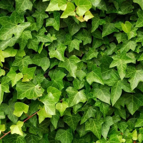 English Ivy Hedera helix | 25 seeds 2023 harvest | stratified easy to germinate