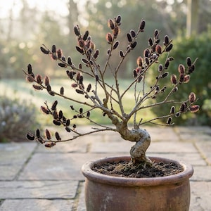 Willow Salix Catkins - Etsy