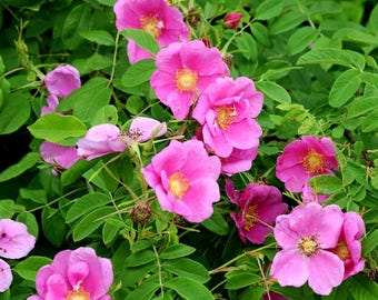 25 Rugosa Rose Seeds, Beach Rose Hardy Fragrant Shrub, Easy to Grow