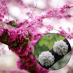Eastern Redbud Tree Seeds: Pink & White Spring Blooms - Pre-Stratified