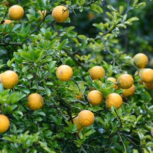 May include: A close-up shot of a tree laden with ripe, yellow-orange fruit. The fruit is round and bumpy, contrasting with the vibrant green leaves and thorny branches. The image is well-lit, highlighting the textures and colors of the natural elements.