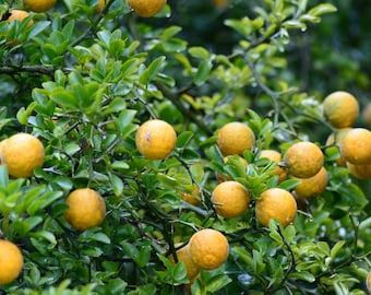 Trifoliate Orange seeds 2025 harvest Poncirus trifoliata bitter orange