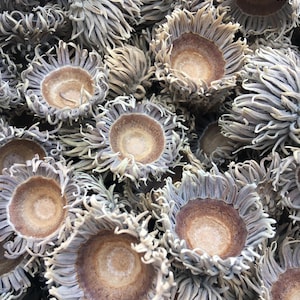 May include: Close-up of a collection of dried acorn caps. The caps are a mix of light brown and gray, with a textured, fringed edge surrounding a central, circular cavity. The overall appearance is natural and rustic.