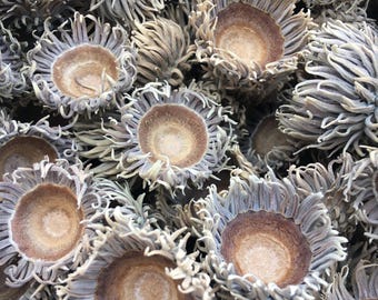 Sawtooth Oak Acorn Caps: Bulk for DIY Crafts