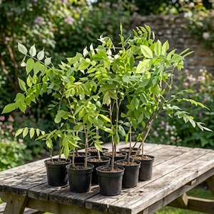 May include: A collection of young plants in black pots, arranged on a weathered wooden picnic table. The plants have vibrant green leaves and slender brown stems, set against a blurred garden backdrop.