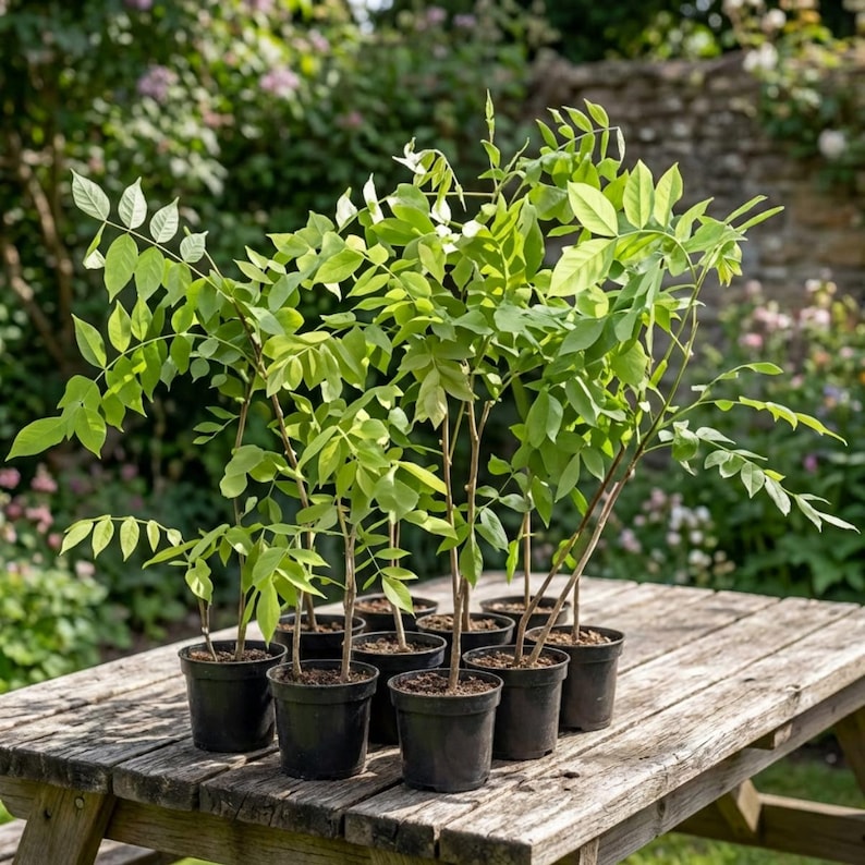 May include: A collection of young plants in black pots, arranged on a weathered wooden picnic table. The plants have vibrant green leaves and slender brown stems, set against a blurred garden backdrop.