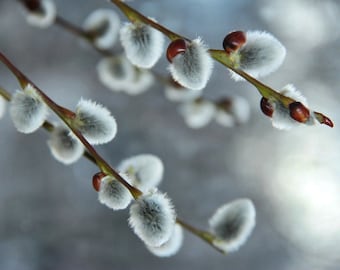 Fresh Pussy Willow cuttings unrooted for rooting live Fast growing plants Spring blooms Spring easy tree cutting