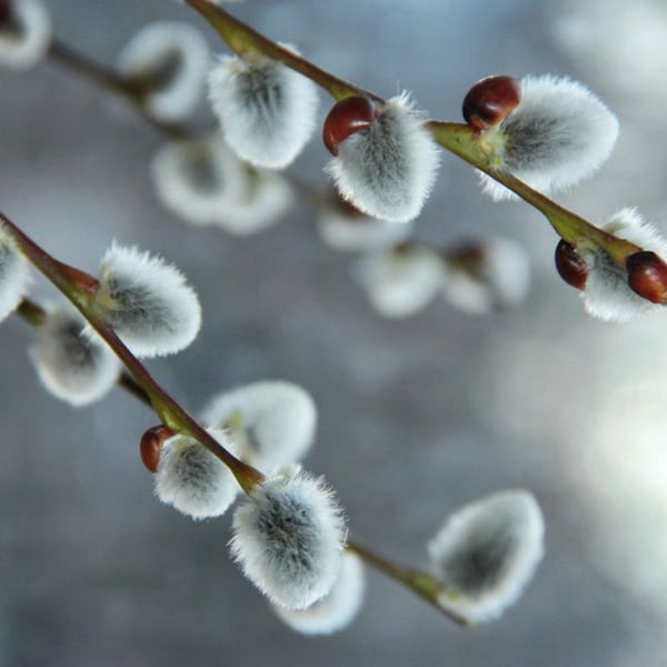 Fresh Pussy Willow cuttings unrooted for rooting | live plant cuttings | Fast growing plants | Spring blooms |  Spring easy tree cutting