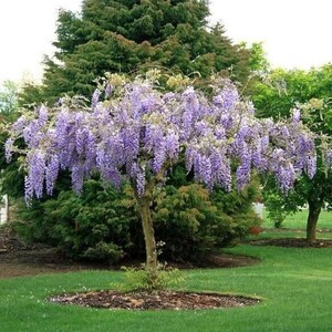 Purple Chinese Wisteria  starter live plant 1 + foot tall | well rooted | ready to plant