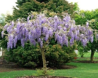 Purple Chinese Wisteria  starter live plant 1 + foot tall | well rooted | ready to plant