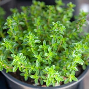 May include: A close-up shot of a potted thyme plant. The thyme has small, bright green leaves and is densely packed in the pot. The plant is in a dark gray plastic pot, and the background is blurred.