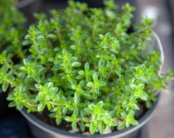 Thyme Plant Edible Herb Live Organic Thyme Potted Plug