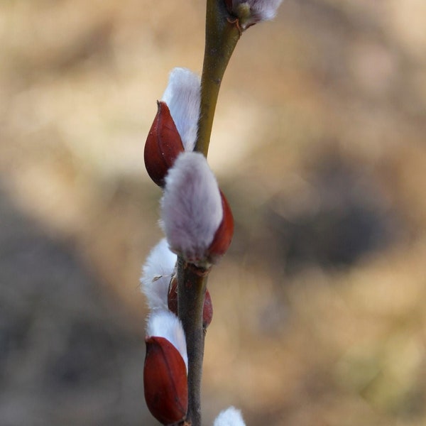 French pink Pussy Willow starter live tree | blooming ornamental tree | shade tree | privacy screen shrub | outdoor gardening (Salix Caprea)