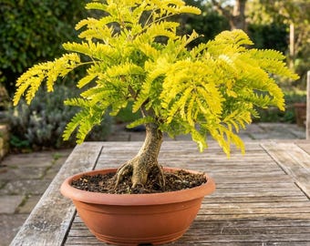 gartenliege bambus Saphir Gartenliege  masson Manufaktur