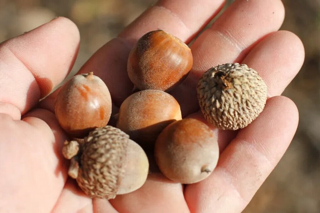 White Oak Acorns For Sale
