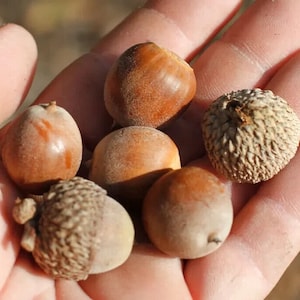 May include: A collection of acorns in various stages of development. The acorns range in color from light brown to dark brown, with textured caps. The image shows the acorns held in a hand, highlighting their natural beauty and detail.