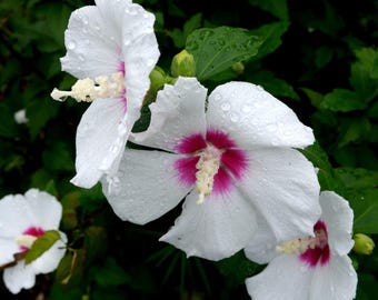 Semillas de Hibisco sirio blanco: Rosa de Siria, flor perenne