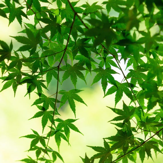Japanese Maple Starer Tree Fast Growing Ornamental Tree Colorful Fall Foliage