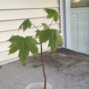 May include: A young maple sapling with a thin, brown, woody stem and several vibrant green, five-lobed leaves. The small tree is planted in a clear plastic container, showing the base of the trunk extending into the vessel.