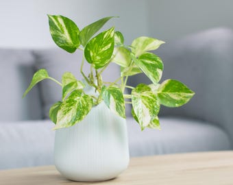 Golden Pothos (add-on plant ONLY) Starter Well Rooted Live Plant - 1 plant (add-on Only)
