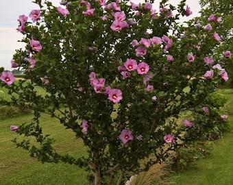 10 Pink Hibiscus Siriacus Cuttings: Cold Hardy Perennial
