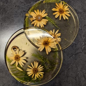 May include: Two round clear resin coasters with dried yellow flowers and green foliage pressed inside. The coasters are stacked on top of each other.